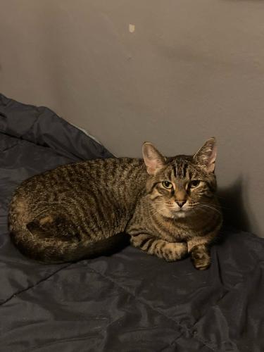 Lost Female Cat last seen 52nd and Lloyd (off of North Ave), Milwaukee, WI 53208