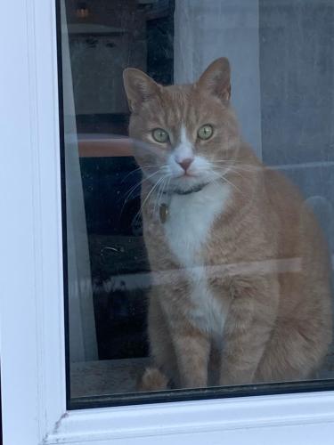 Lost Male Cat last seen Elmbrook Crescent, Etobicoke (near Renforth /Eglinton), Toronto, ON M9C