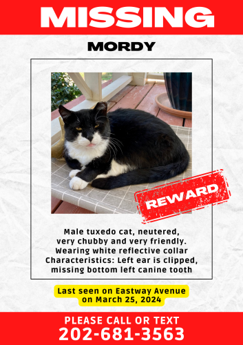 Lost Male Cat last seen Eastway Avenue and Taylor Street, Durham, NC 27701