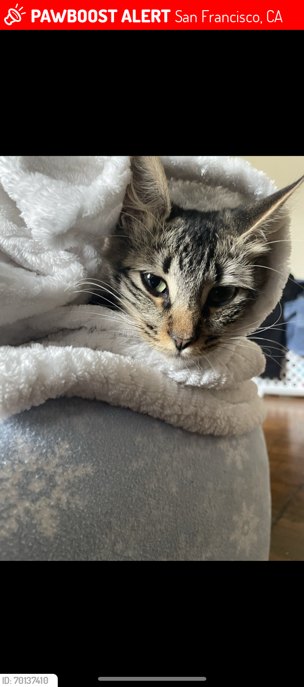 Lost Female Cat last seen London and excelsior , San Francisco, CA 94112