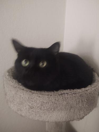 Lost Female Cat last seen 56th Ave and Beryl Ave, Glendale, AZ 85302
