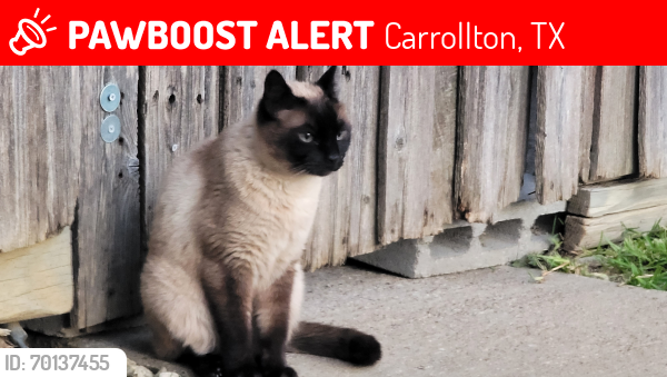 Lost Female Cat last seen Saint James Dr and Standridge, Carrollton TX, Carrollton, TX 75007