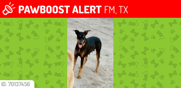 Lost Female Dog last seen Bogs Rd and 2978, FM2978, TX 77375