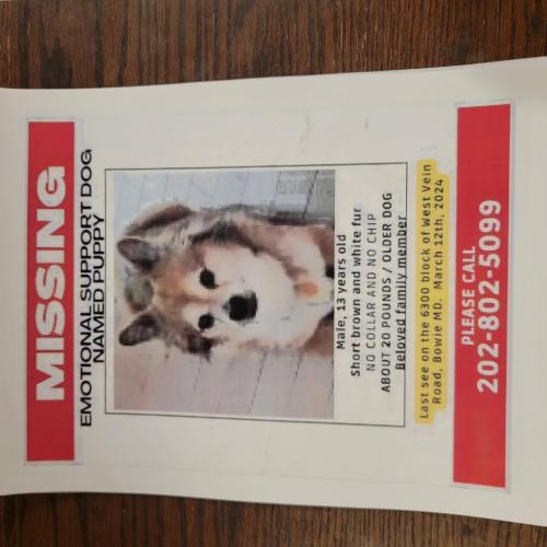 Lost Male Dog last seen Near West Vein Road Bowie Md/ North Cliff Road Bowie Md, Bowie, MD 20720
