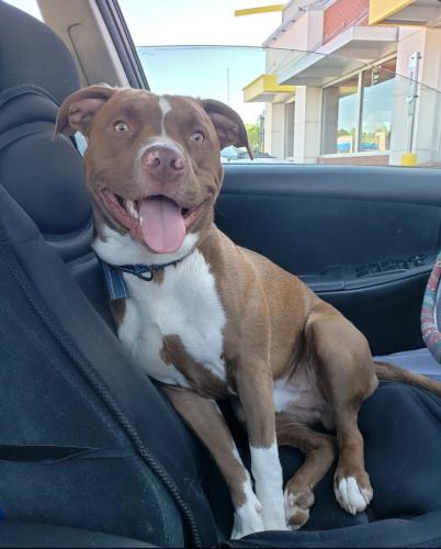 Lost Male Dog last seen 13th and Oklahoma, Milwaukee, WI 53215