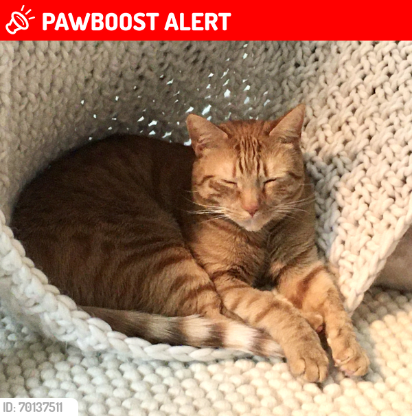 Lost Male Cat last seen Loughberry Lake Road, Saratoga Springs, NY 12866