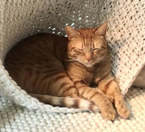 Lost Male Cat last seen Loughberry Lake Road, Saratoga Springs, NY 12866