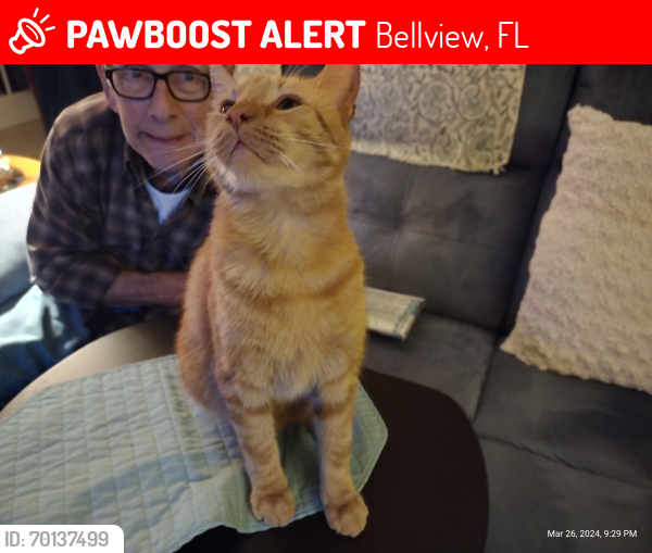 Lost Male Cat last seen Redondo Dr \ Santa Barbara , Bellview, FL 32526