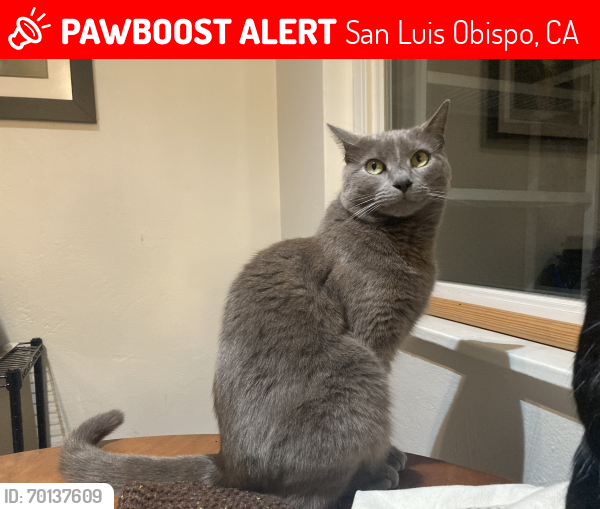 Lost Female Cat last seen Buchon St and Carmel St, San Luis Obispo, CA 93401