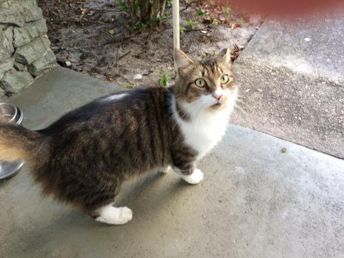 Lost Female Cat last seen SW 51st Ave and 7th Street Margate, Margate, FL 33068