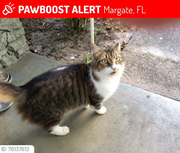 Lost Female Cat last seen SW 51st Ave and 7th Street Margate, Margate, FL 33068