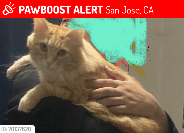 Lost Male Cat last seen Herlong av , San Jose, CA 95123