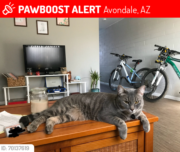 Lost Male Cat last seen W Locust Ln & S Central Ave, Avondale, AZ 85323