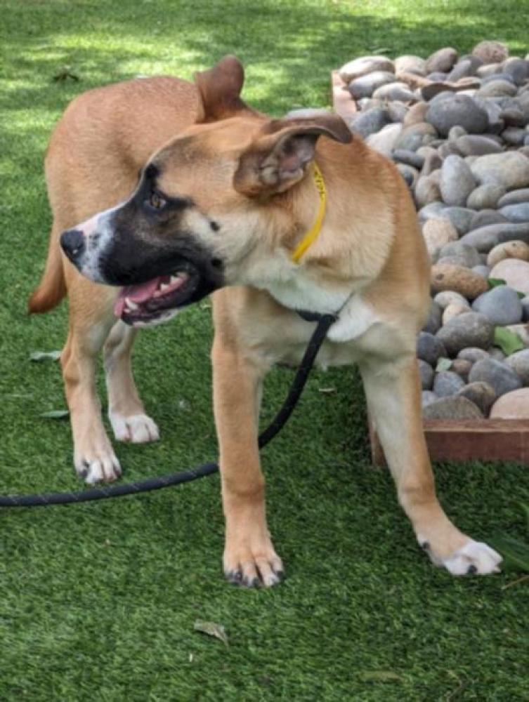 Shelter Stray Male Dog last seen , Los Angeles, CA 91405