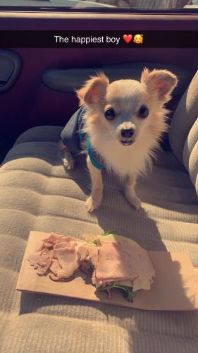 Lost Male Dog last seen Off of calvary by the church., Montgomery County, TX 77318