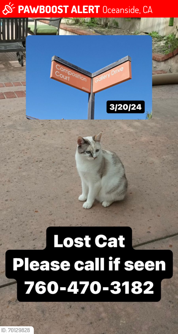 Lost Female Cat last seen Composition  CT oceansidr, Oceanside, CA 92057