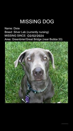 Lost Female Dog last seen Bubbas 33 , Chesapeake, VA 23320