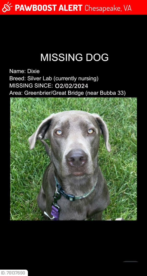 Lost Female Dog last seen Bubbas 33 , Chesapeake, VA 23320
