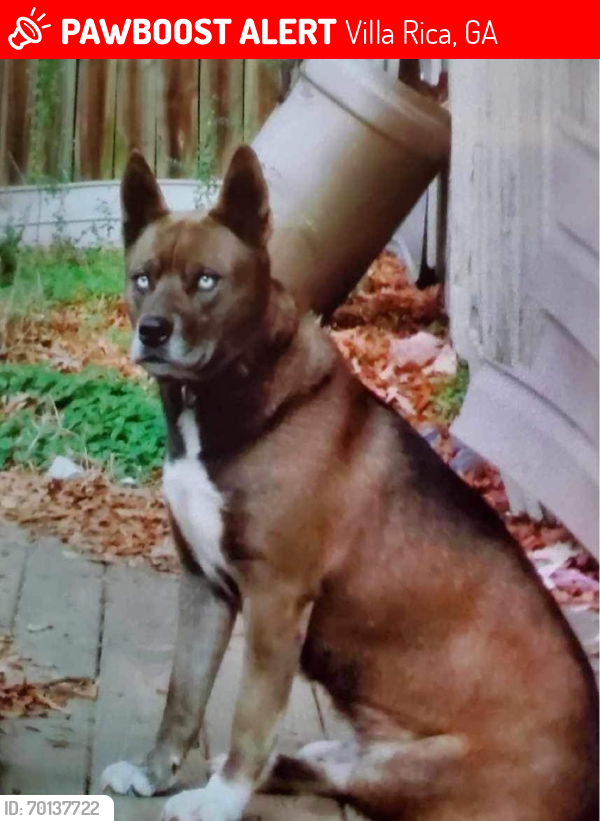 Lost Female Dog last seen Near downtown Villa Rica , Villa Rica, GA 30180