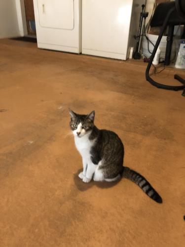 Lost Female Cat last seen I-4 and National road , Springfield, OH 45506