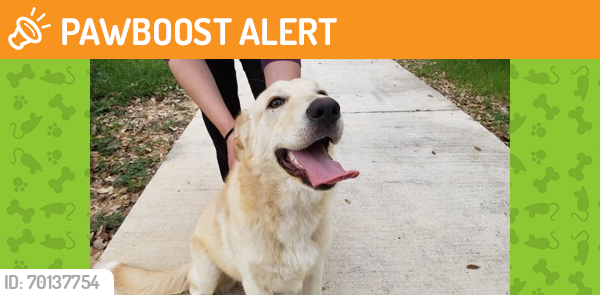 Shelter Stray Female Dog last seen San Antonio, TX , San Antonio, TX 78229