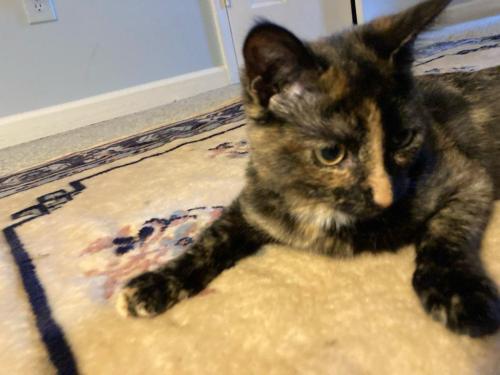 Lost Female Cat last seen Highway 78 and Summit Chase Drive, Snellville, GA 30078