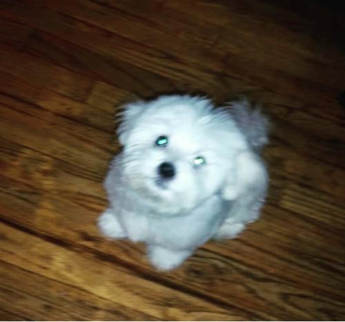 Lost Male Dog last seen Naden and union ave, Irvington, NJ 07111
