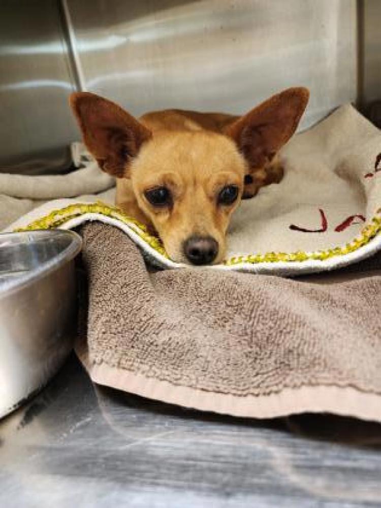 Shelter Stray Unknown Dog last seen San Antonio, TX , San Antonio, TX 78229
