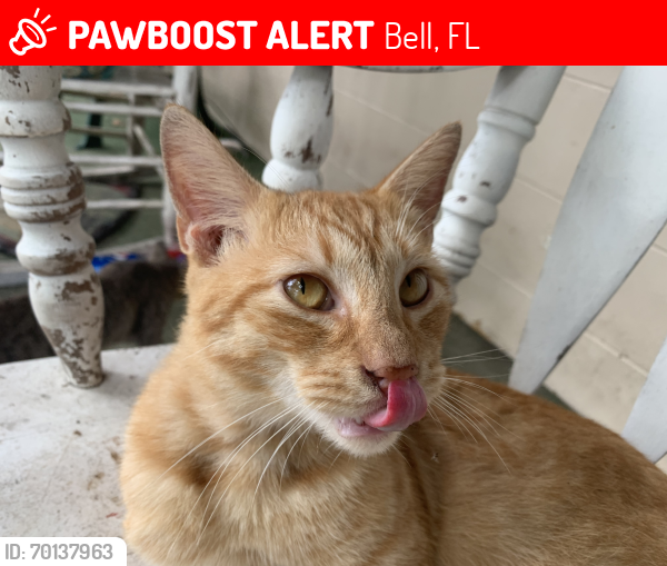 Lost Male Cat last seen He was in are  and then he went out side and we have not seen him , Bell, FL 32619