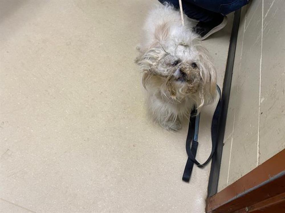 Shelter Stray Male Dog last seen VLIET ST, West Milwaukee, WI 53215