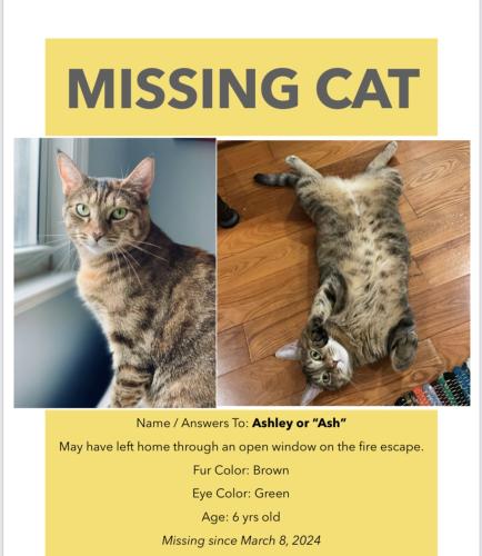 Lost Female Cat last seen apmt building, near broadway, there’s cafes at the end of the block. , Queens, NY 11106