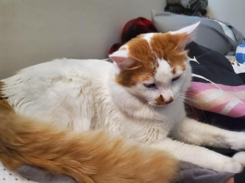 Lost Male Cat last seen 108th ave and college , Phoenix, AZ 85037