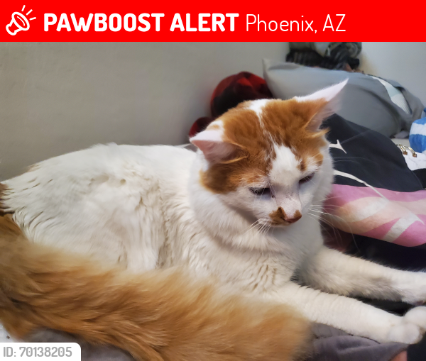 Lost Male Cat last seen 108th ave and college , Phoenix, AZ 85037