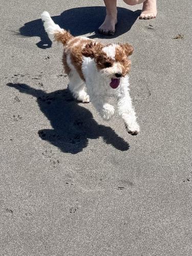 Lost Male Dog last seen Piedmont L, Delray Beach, FL 33484