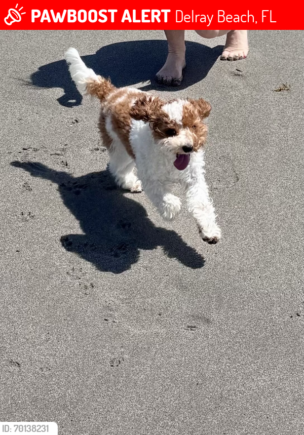 Deceased Male Dog last seen Near Piedmont F l, Delray Beach, FL 33484, USA, Delray Beach, FL 33484