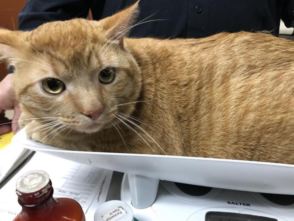 Shelter Stray Male Cat last seen , West Milwaukee, WI 53215