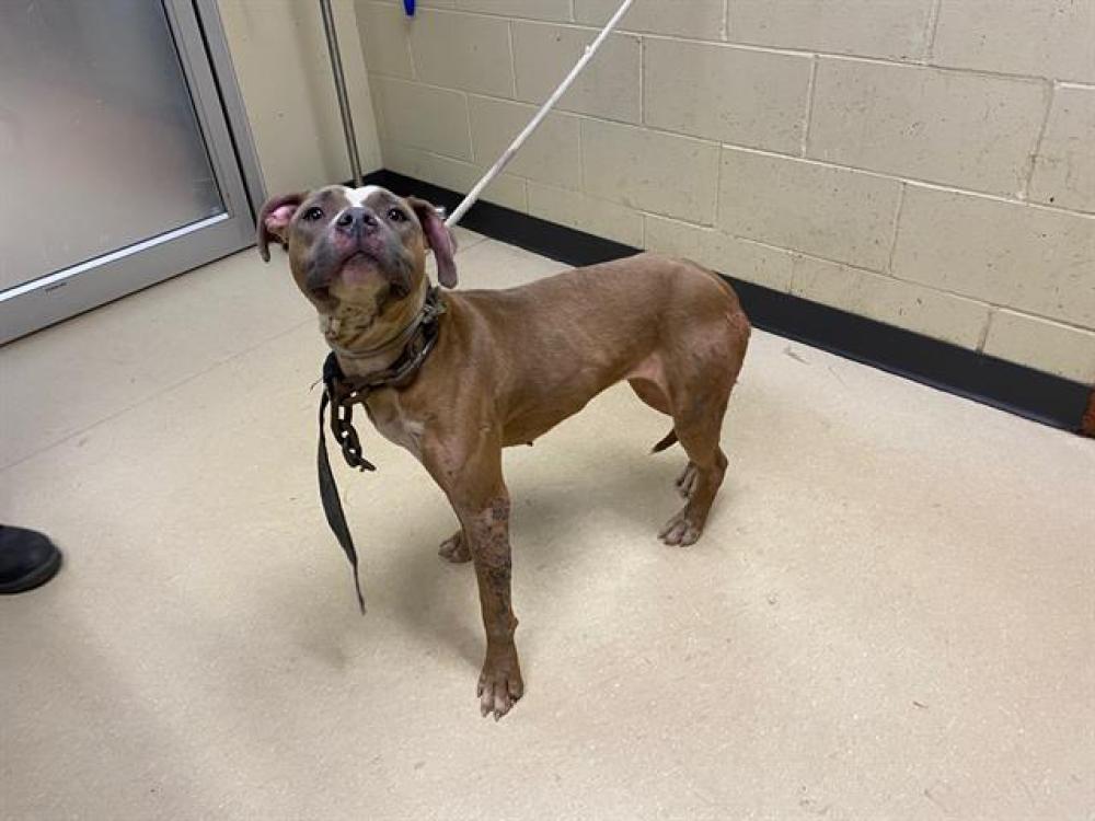 Shelter Stray Female Dog last seen Near BLOCK W FOND DU LAC, West Milwaukee, WI 53215