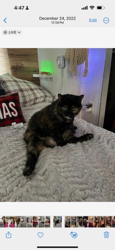 Lost Female Cat last seen  Clayton Ave & Lincoln Dr., Loyalsock Township, PA 17701