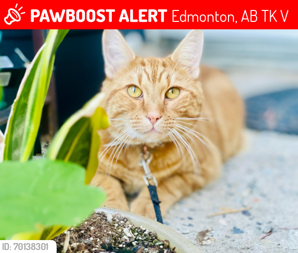 Lost Male Cat last seen 34th Ave, 82nd Street, Edmonton, AB T6K 1V7