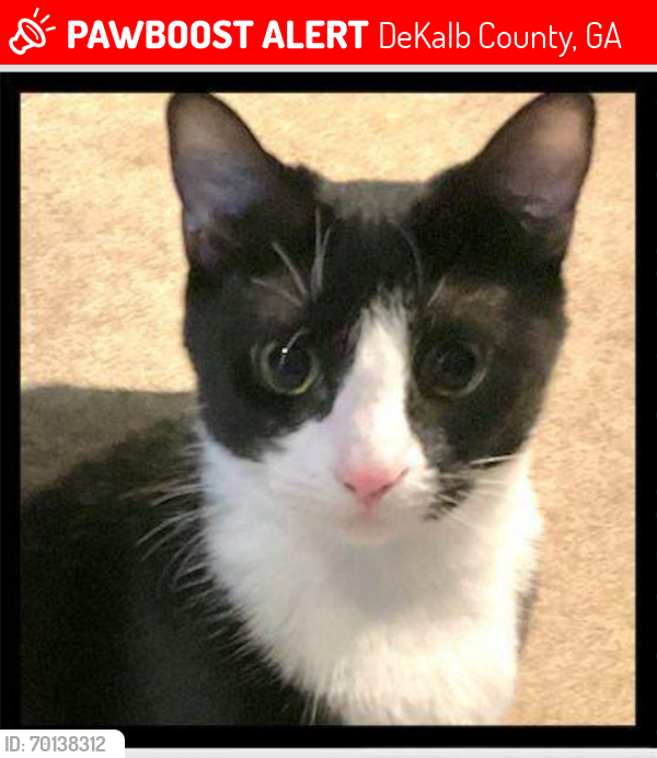 Lost Female Cat last seen Briarcliff Rd, Atlanta, GA 30347