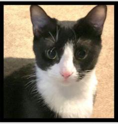 Lost Female Cat last seen Briarcliff Rd, Atlanta, GA 30347