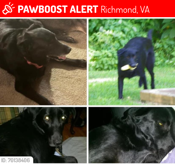 Lost Female Dog last seen Wawa, Richmond, VA 23235
