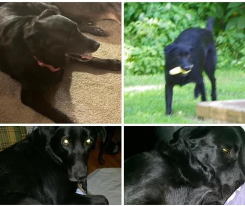 Lost Female Dog last seen Wawa, Richmond, VA 23235