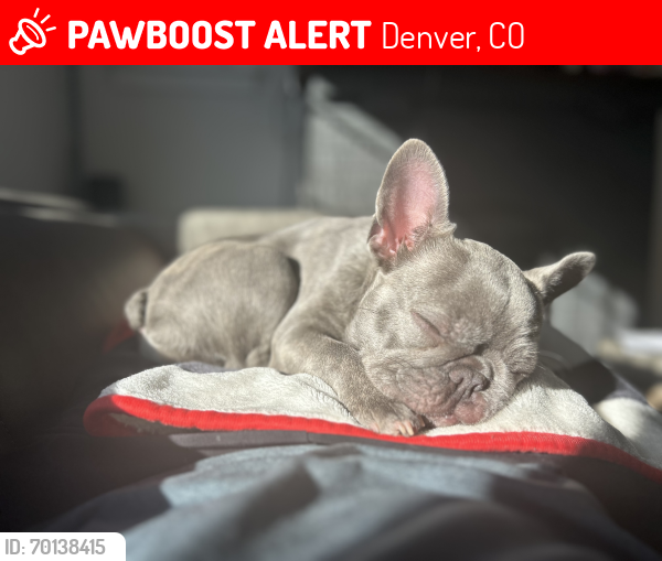 Lost Female Dog last seen 30th and birch st Denver Colorado 80207, Denver, CO 80207