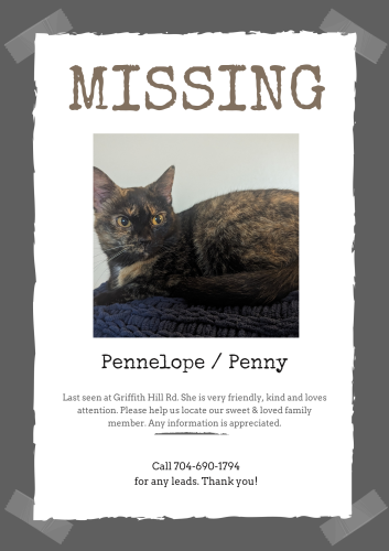 Lost Female Cat last seen Griffith Park South, Monroe, NC 28112
