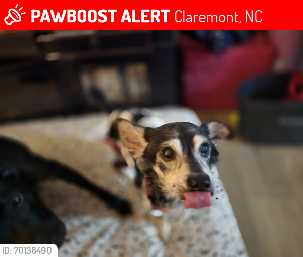 Lost Male Dog last seen claremont NC, Claremont, NC 28610