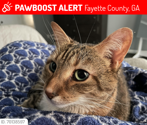 Lost Female Cat last seen Old Greenville Rd, Fayette County, GA 30215