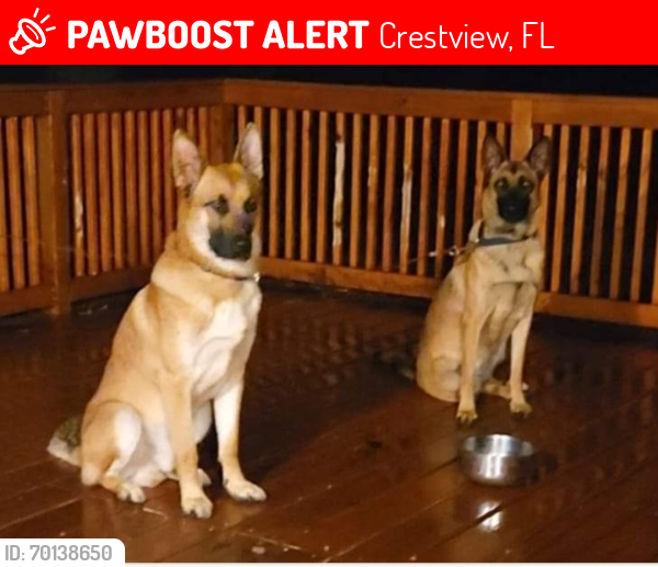 Lost Female Dog last seen Oakhill rd, Crestview, FL 32536