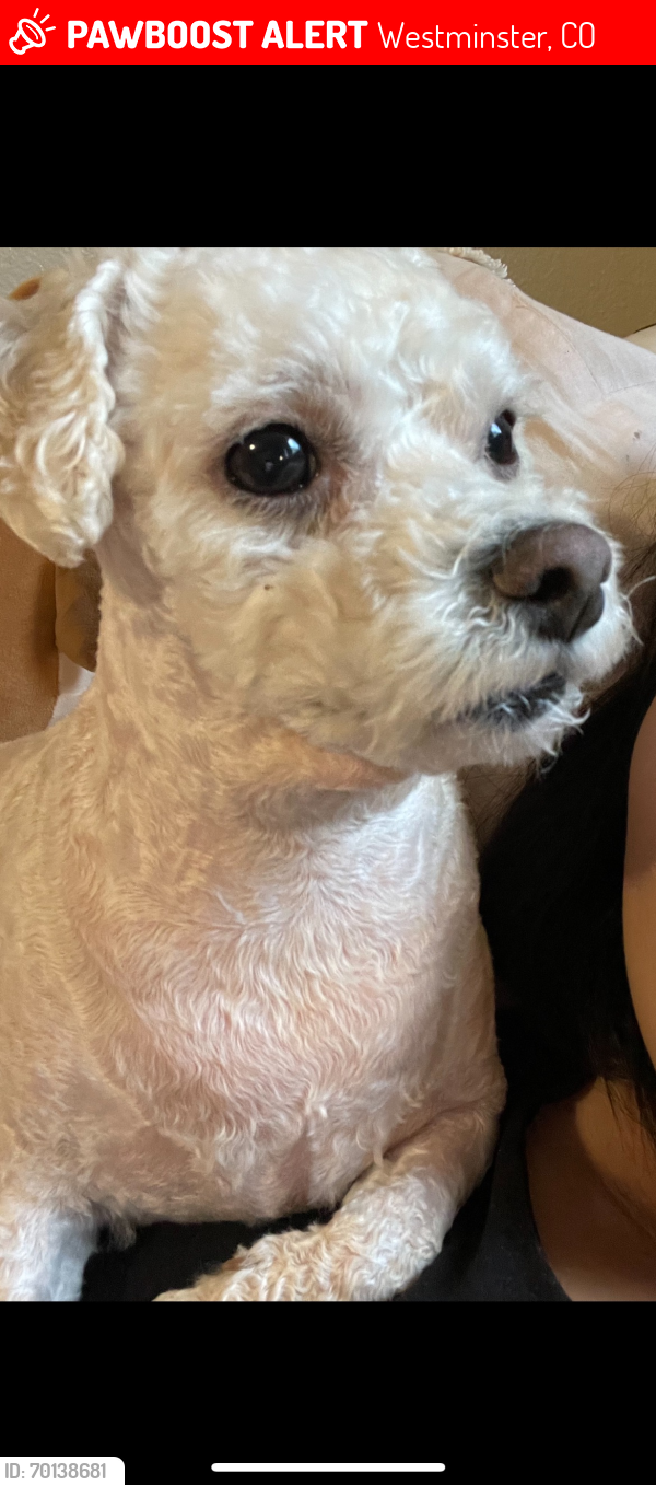 Lost Male Dog last seen Near FEDERAL BLVD, Westminster, CO 80031