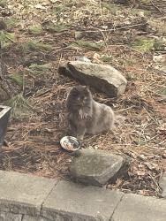 Reunited Unknown Cat last seen Near Royal Vale School, Hampstead, QC H3X